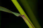 Eastern bottlebrush grass